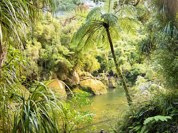 "Lush green vegetation in sub-tropical rainforest along Pororai River, West Coast, South Island, New Zealand"
