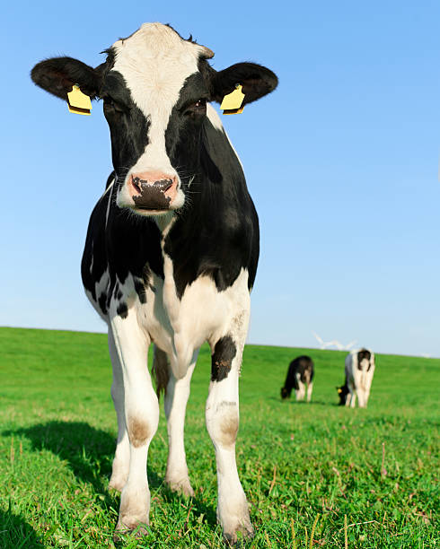 Inquisitive Holstein Frisian cow stock photo