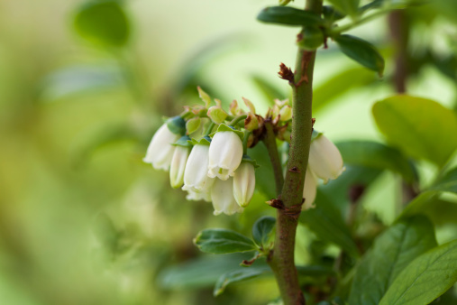 Blueberry Flowers