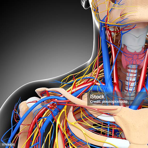 Half Blick Auf Den Kreislaufsystem Mit Augen Hals Kopf Stockfoto und mehr Bilder von Anatomie
