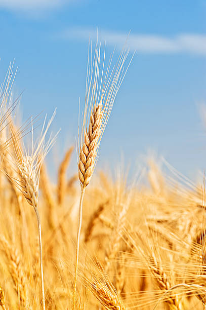 istock ripe spikes against an blue sky 177417033