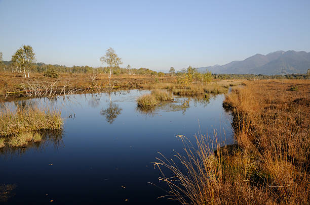 istock Moor in Bavaria 177417161