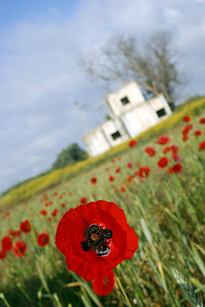 poppy field stock photo