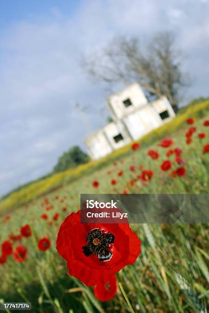 Foto de Campo De Papoula e mais fotos de stock de Antigo - Antigo, Azul, Cabeça da flor