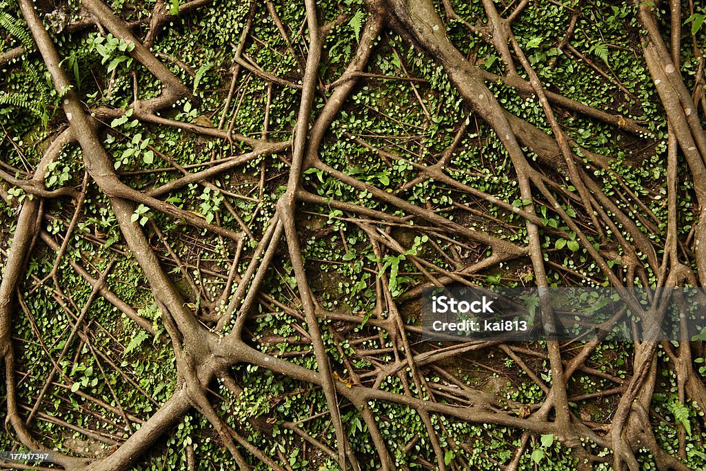 tree root tree root of wall Backgrounds Stock Photo