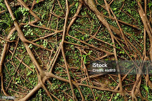 Tree Root Stock Photo - Download Image Now - Backgrounds, Branch - Plant Part, Brown