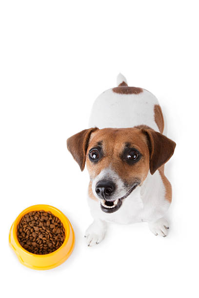 istock Dog food 177417377