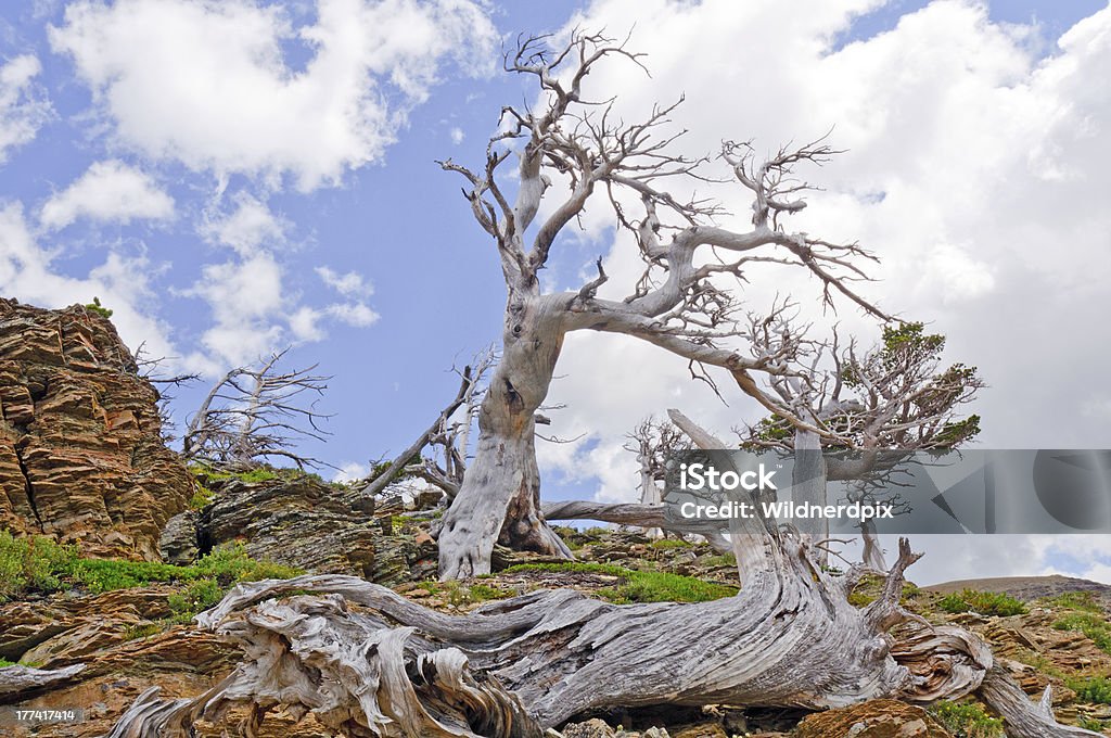 Soplado de viento árboles en las montañas - Foto de stock de Aire libre libre de derechos