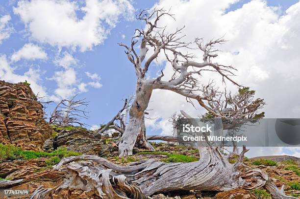 Wiatr Dmuchane Drzew W Góry - zdjęcia stockowe i więcej obrazów Bez ludzi - Bez ludzi, Drzewo, Ekosystem