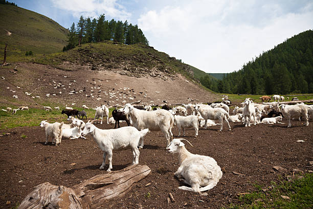 Goat herd in Altay, Russia stock photo