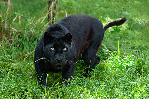 czarna pantera poluje w długiej trawy - leopard prowling black leopard undomesticated cat zdjęcia i obrazy z banku zdjęć