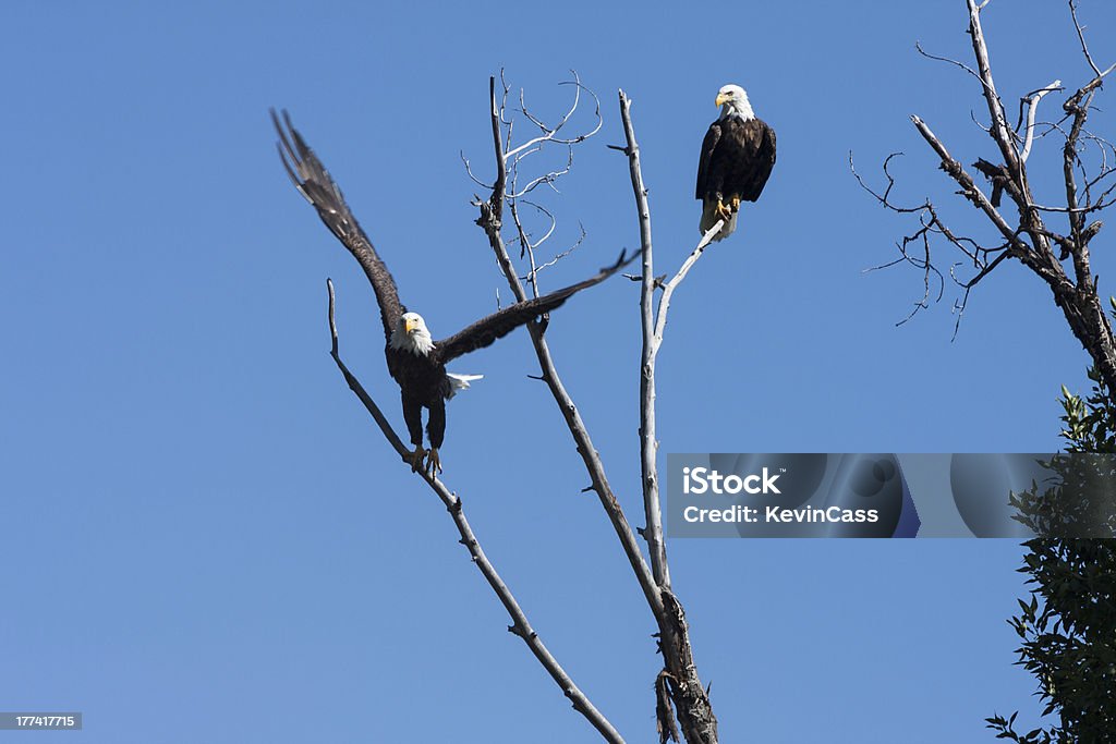 South Fork Eagles - Lizenzfrei Baum Stock-Foto