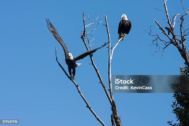 South Fork Eagles Stockfoto und mehr Bilder von Baum - Baum, Baumwollpappel, Bildhintergrund