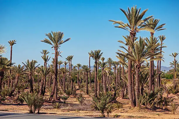 "Big palm grove in Marrakech, Morroco"