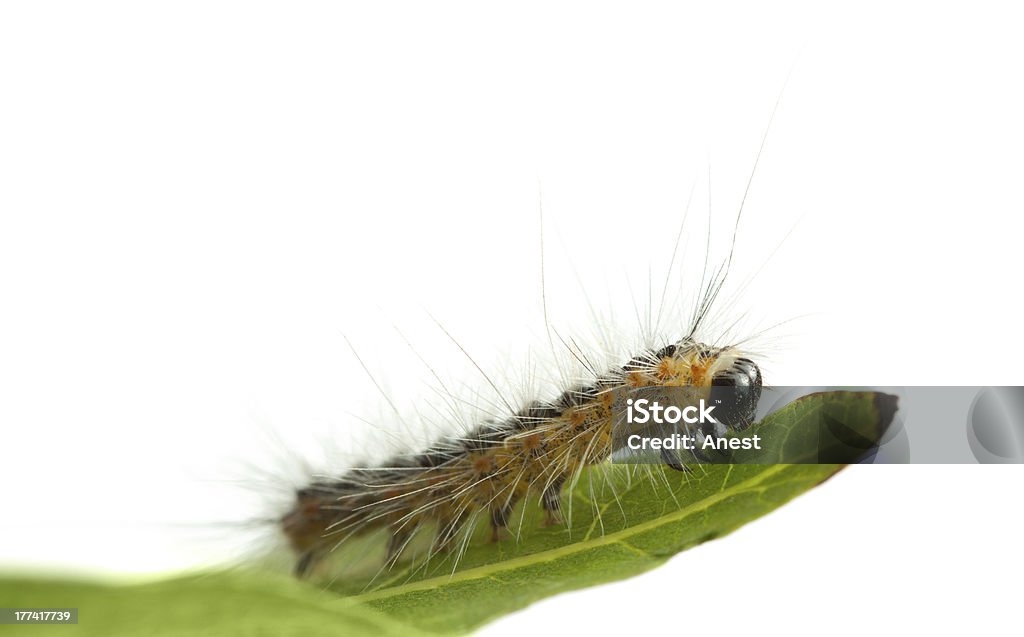 Caterpillar Krabbeln auf Blatt edge - Lizenzfrei Blatt - Pflanzenbestandteile Stock-Foto