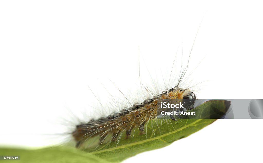 Caterpillar Czołgać się na Liść edge - Zbiór zdjęć royalty-free (Bez ludzi)