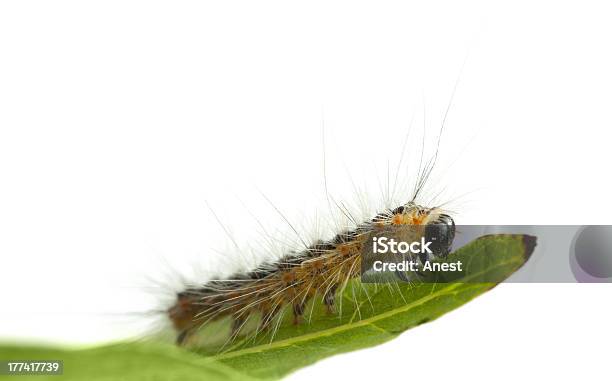 Caterpillar Czołgać Się Na Liść Edge - zdjęcia stockowe i więcej obrazów Bez ludzi - Bez ludzi, Bezkręgowce, Biały