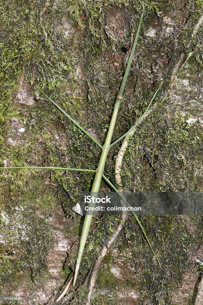 Bicho-Pau em cascas de árvore, Costa Rica - Foto de stock de Animal royalty-free