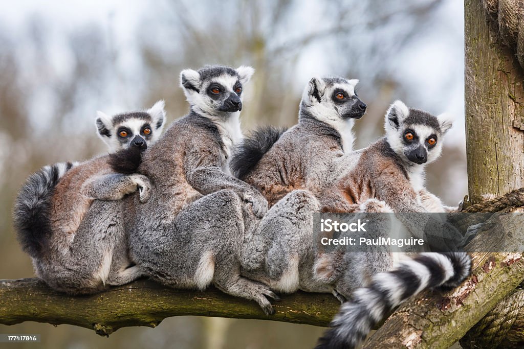 Lemur family sitting together in tree trunk A family of ring-tailed Madagascan lemurs cuddle up in a zoo enclosureSimilar images from my portfolio: Lemur Stock Photo