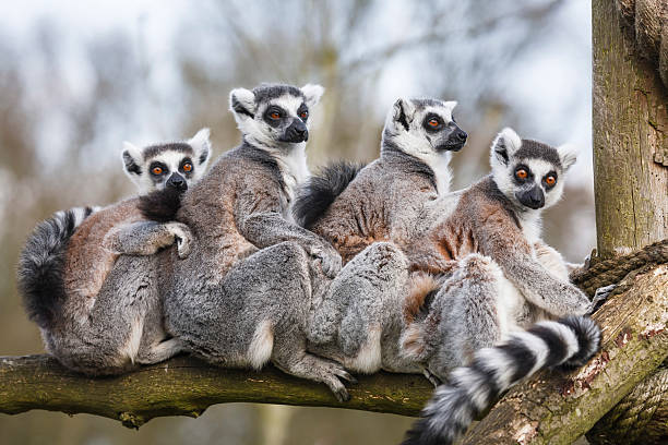 lemur family sitting together in tree trunk - madagaskar bildbanksfoton och bilder