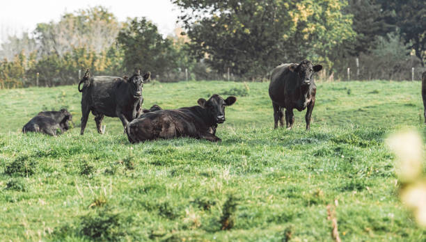istock Les vaches au champs 1774178477