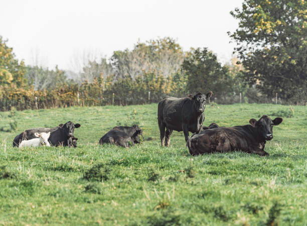 istock Les vaches au champs 1774178492