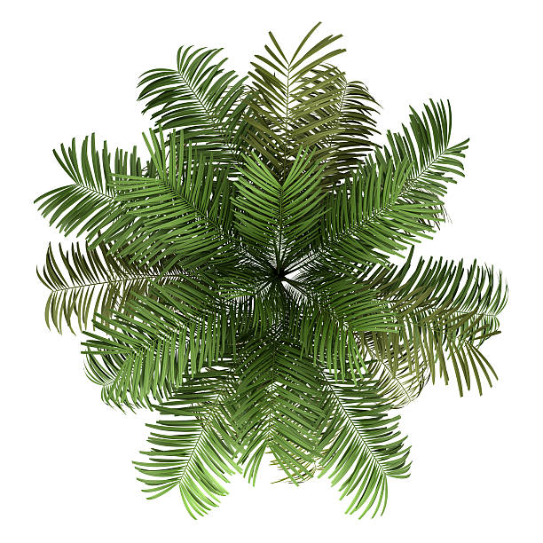 top view of areca palm tree isolated on white background