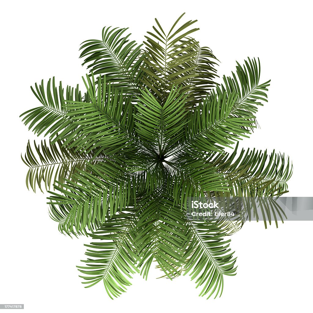 top view of areca palm tree isolated on white background Coconut Palm Tree Stock Photo