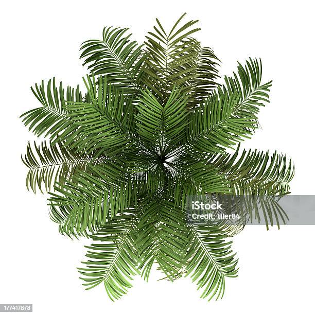 Top View Of Areca Palm Tree Isolated On White Background Stock Photo - Download Image Now