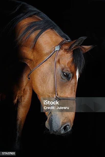 Trakehner Stallion Stock Photo - Download Image Now - Animal, Animal Body Part, Animal Eye