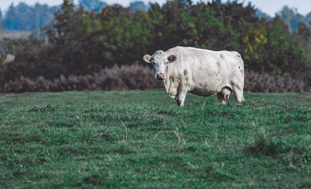 En fin de journée, les vaches sont à l'extérieure. Le ciel est coloré.