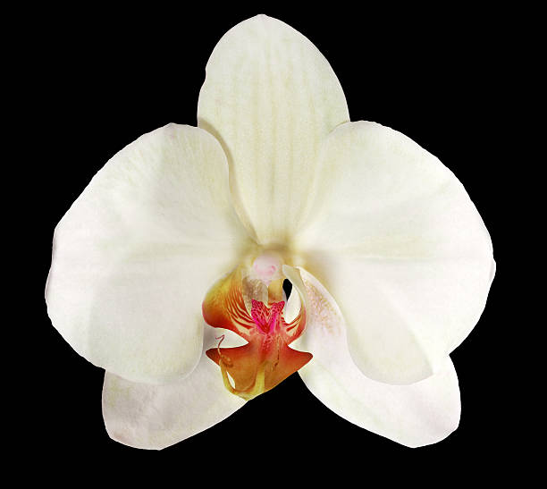 istock single light yellow isolated on black orchid 177417959