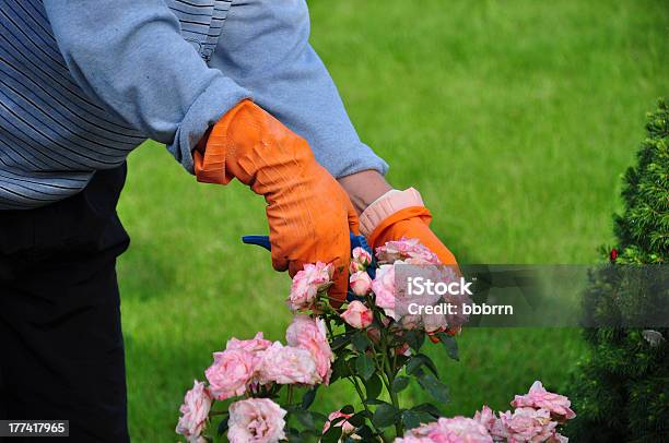 Gardener 가위에 대한 스톡 사진 및 기타 이미지 - 가위, 가지치기, 가지치기 가위