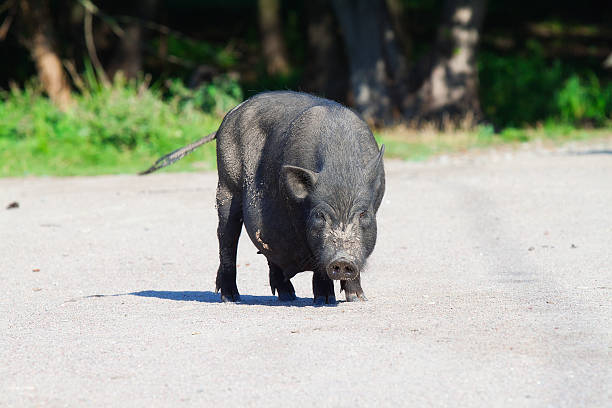 istock Black pig on village yard 177418037