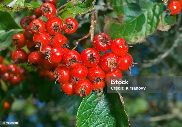 Photo libre de droit de Baies De Hawthorn banque d'images et plus d'images libres de droit de Aliments et boissons - Aliments et boissons, Arbre, Aubépine - Plante