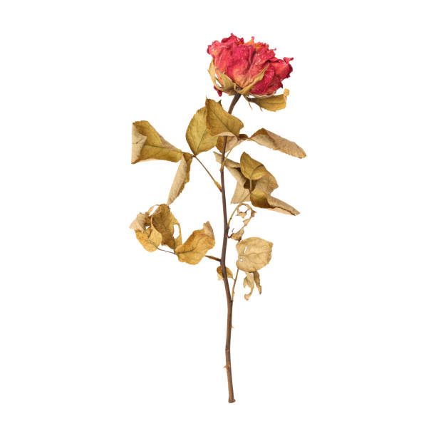 Dry dead rose flower stem isolated on white background