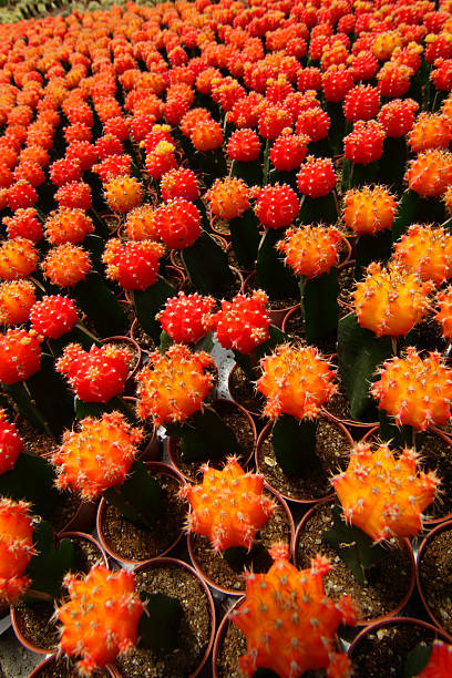 Cactus plants at a farm stock photo