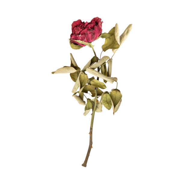 istock Close up a beautiful dry dead rose flower stem 1774182447