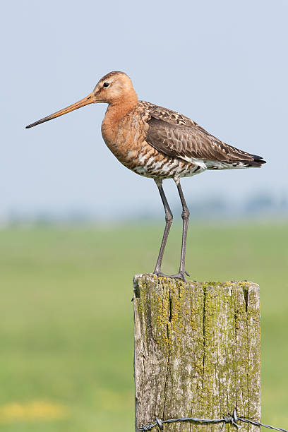 istock Black-tailed Godwit (Limosa limosa) - Eemnes, the Netherlands 177418382
