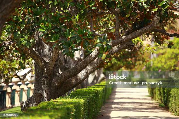 Drzewa Magnolii W Tle Blured - zdjęcia stockowe i więcej obrazów Aromaterapia - Aromaterapia, Bez ludzi, Bliskie zbliżenie