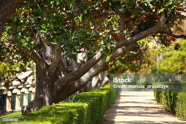 Foto de Magnolia Árvore Sobre Blured Fundo e mais fotos de stock de Arbusto - Arbusto, Aromaterapia, Botânica - Assunto