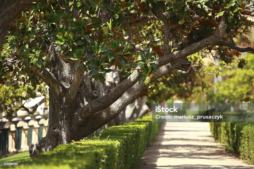 Магнолия дерево над blured фоне - Стоковые фото Magnoliaceae роялти-фри