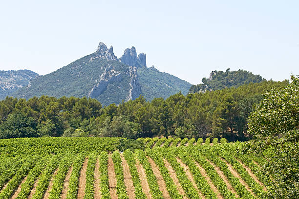Vineyard with mountain from Gigondas. Provence. France