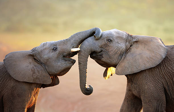 Elephants touching each other gently (greeting) Elephants touching each other gently (greeting) - Addo Elephant National Park animal wildlife stock pictures, royalty-free photos & images