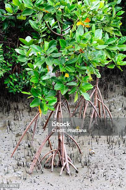 Jovem Floresta De Mangal - Fotografias de stock e mais imagens de Areia - Areia, Azul, Barro