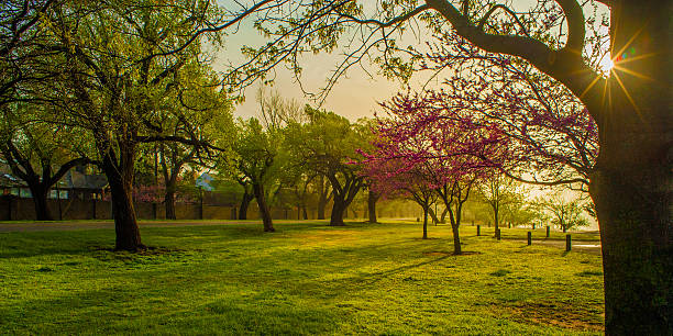 Trees and Grass with the Sun Shining Through stock photo