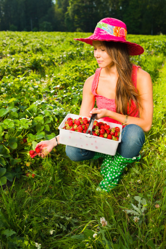 Girl inspect strawberries on field and she pick ripe ones to the basket