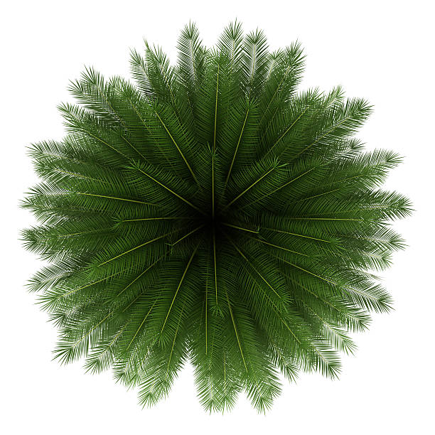 istock top view of canary island date palm tree isolated 177419154