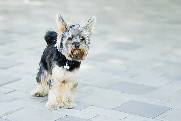 Photo of Full body outdoor portrait of Yorkshire Terrier