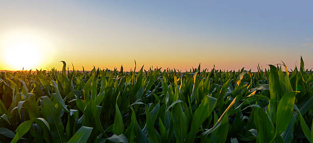 シャンゼリゼ maïsビッグズ - corn crop corn genetic modification crop ストックフォトと画像